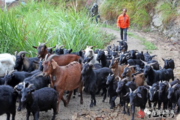 大埔這村30多年歷史的羊肉酒開熬，每壇賣到...